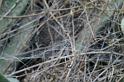 Cyrtophora_citricola_D3187_Z_85_Valle Gran Rey_Spanje